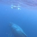 다이브11 | 일본 오키나와 혹등고래 투어 홍스타다이브 스노클링 프리다이빙 내돈내산 후기