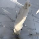 문퍼피 | 사천/진주 ‘문퍼피’ 애견목욕 미용실 추천 중형견 대형견 진도믹스 내돈내산 후기