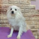 방울이네 펫살롱 이미지