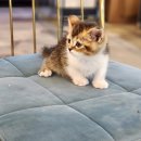 도그마루 강아지 고양이 양산화명점 이미지