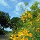 공작실거리나무 [캐살피니아 풀체리마, Caesalpinia pulcherrima] 이미지