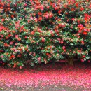 상창농장 | 제주 겨울 여행 12월 카멜리아힐 동백꽃 방문 후기 및 방문 꿀팁