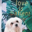 해피퍼피 미용실 이미지