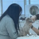 캣살롱코코 | [시흥]고양이 무마취 미용 후기 “캣살롱 코코”