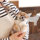 시바스럽 이미지