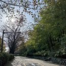 하늘25 | 하늘공원 억새 실시간 후기(25년 11월 9일 기준!) + 하늘공원 단풍, 주차 팁