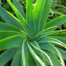 지루성피부염에 추천 식물 -알로에(Aloe vera) 이미지