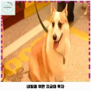중촌동 애견카페 카페찍사은행동점 가격 및 후기 추천 리뷰 주차 예약 알아볼까요