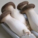 새송이 티스토리