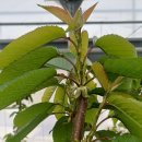 승연농장 이미지