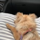 플레이 바우 이미지