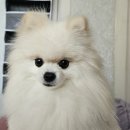 뽀송 이미지