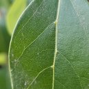제주 도순리 녹나무 자생지 | 녹나무 (Camphor tree)