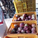 꿈의농장 이미지