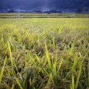 황금물결 이미지