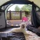 의견비 | 캠핑가자!!