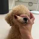 코레마 이미지