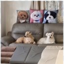 바둑이 애견 이미지