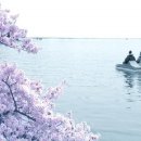 벚꽃비를 맞으며 봄산책, 강릉 경포대 벚꽃축제 이미지