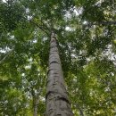 홍천(양양) 이미지