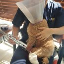 24시 아프리카동물병원 이미지