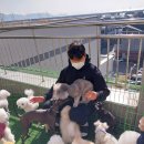명지애견유치원호텔 댕즈니랜드 본점 | 명지애견유치원호텔 댕즈니랜드 본점 부산광역시 애견유치원 다녀왔는데 와.. 정말 만족스러워