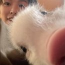 미니돌 이미지