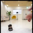 강아지분양 고양이분양 포근퍼피 이미지