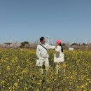 제주 삼성혈 | 제주 벚꽃명소 4월 1주차 주말 (서우봉/제주대학교/삼성혈/녹산로)