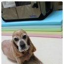 붐애견 이미지