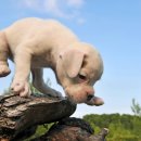 베이지동물병원 이미지