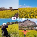 성읍리-27 | 제주 유채꽃 명소 개화시기 3월 4월 Best5 추천 장소 무료 가볼만한곳