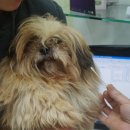 하니동물병원 이미지