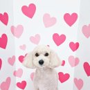 야옹아 멍멍해봐 미용실 이미지