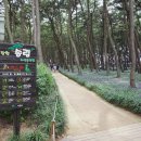 자연송림 | 충남 서천 가볼만한곳 | 장항송림자연휴양림 산책 &amp; 장항스카이워크 체험후기