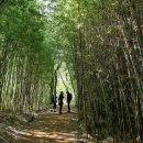 4월5일(일) 변산반도(내변산) 직소폭포~내소사 국립공원 BAC100대 명산 이미지