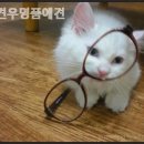 견우애견 이미지