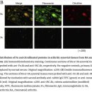 동인동물병원 | 류마티스 관절염 원인에 따라 약의 효과가 다르게 나타날 수 있다? (Feat. 코센틱스, IL-17 억제제...