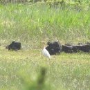 오조리-8 이미지