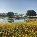장성 황룡강 꽃축제 ~ 이미지