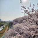 [포포일상] 아듀 2025 벚꽃, 마지막까지 이쁜 벚꽃 명소 후기