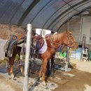 엘리트 승마스쿨 이미지