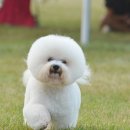 프리제(frise) | 비숑프리제 Bichon Frise