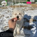 멍스라이프 | 영종도 을왕리 애견카페 더멍스 삼겹살 무한리필도 즐기고왔어요!