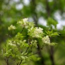 물푸레나무 티스토리