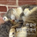 춘천 여행에 들린 이색 고양이카페, 반갑다창문밖고양이