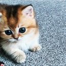 아담스펫 강아지분양 고양이분양 창원점 | 인천 아담스펫, 강아지와 고양이의 새로운 가족을 찾다^^