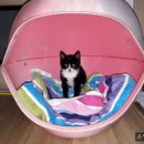 강아지와고양이 이미지