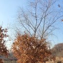 장자골로 이미지