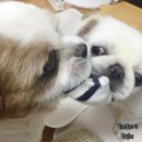 몬스터 페키니즈 이미지